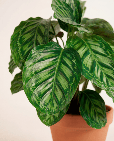 Calathea Pfeilwurz Flamestar