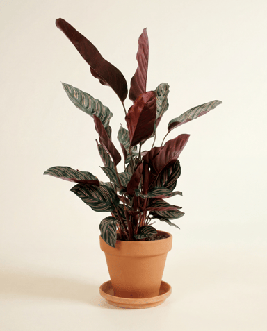 Calathea Pfeilwurz Ornata
