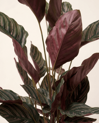 Calathea Pfeilwurz Ornata