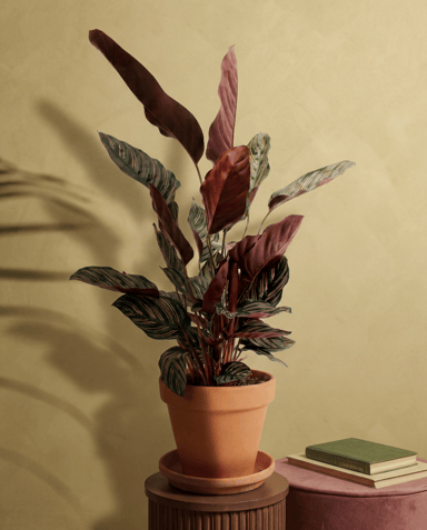 Calathea Pfeilwurz Ornata
