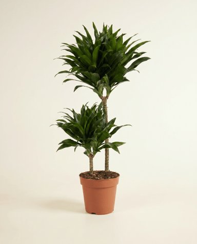Dracaena Drachenbäume Compacta