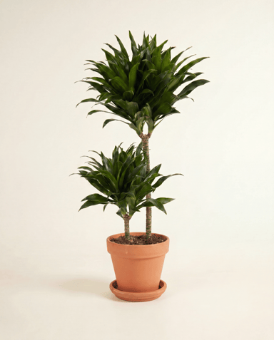 Dracaena Drachenbäume Compacta
