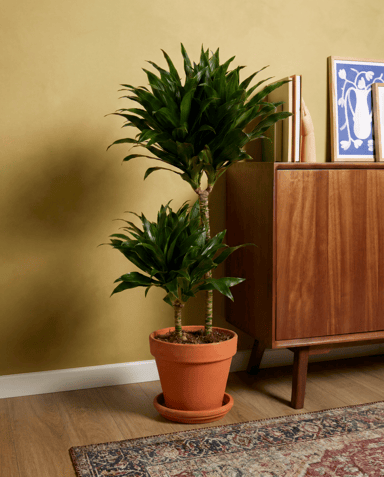Dracaena Drachenbäume Compacta