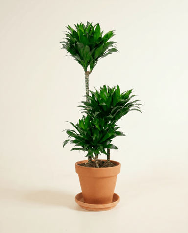 Dracaena Drachenbäume Compacta