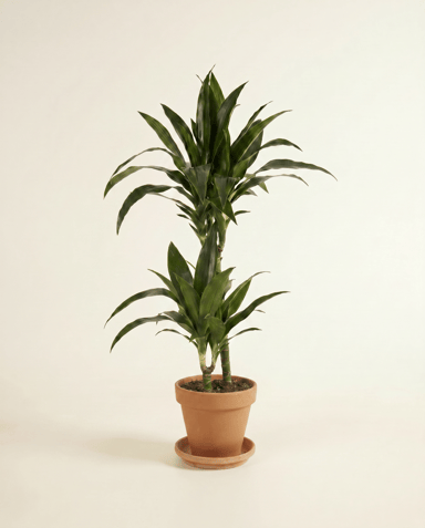 Dracaena Drachenbäume Janet Craig