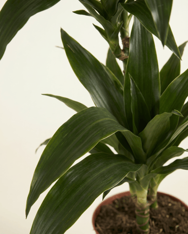Dracaena Drachenbäume Janet Craig