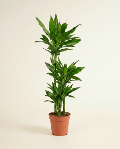 Dracaena Drachenbäume Janet Lind