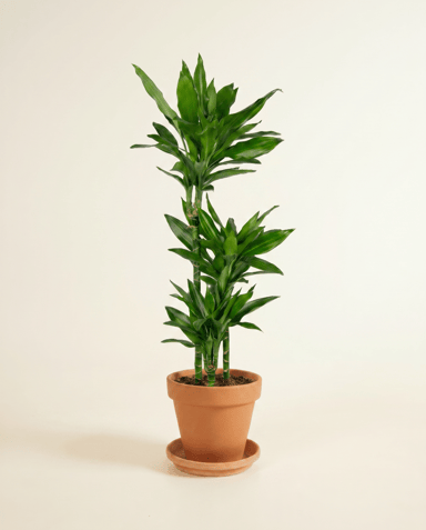 Dracaena Drachenbäume Janet Lind