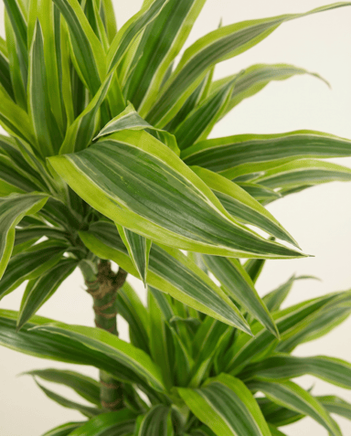Dracaena Drachenbäume Lemon Lime