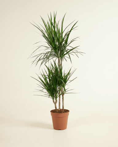 Dracaena Drachenbäume Marginata
