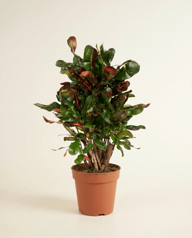 Codiaeum Kroton Variegatum Mammi
