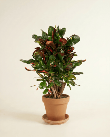 Codiaeum Kroton Variegatum Mammi