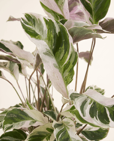 Calathea Prayer plant Stella