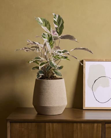 Calathea Prayer plant Stella