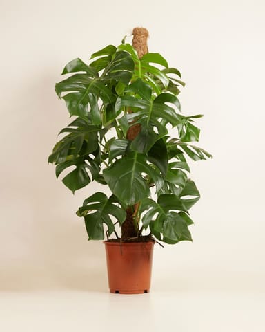 Monstera Fensterblatt Deliciosa