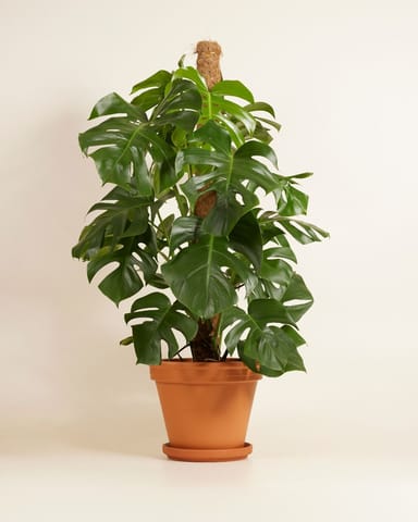 Monstera Fensterblatt Deliciosa