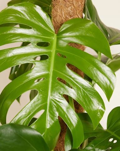Monstera Fensterblatt Deliciosa