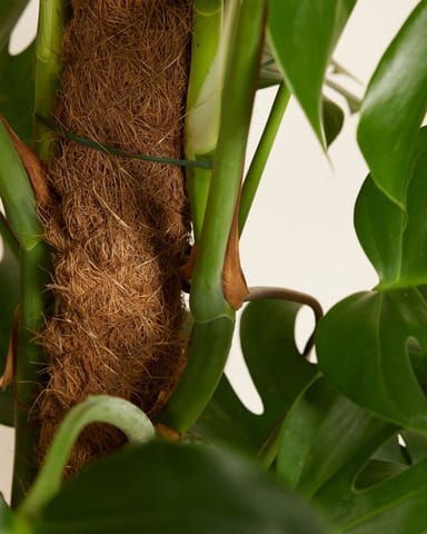 Monstera Fensterblatt Deliciosa