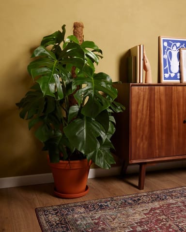 Monstera Fensterblatt Deliciosa