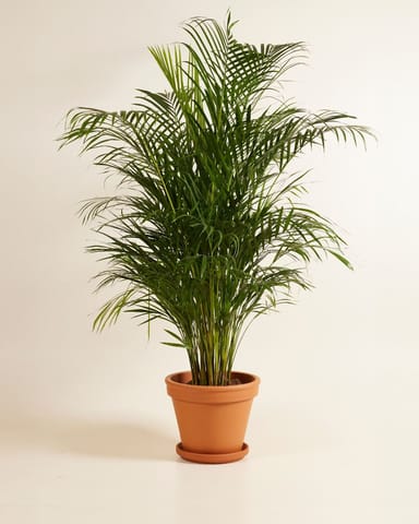 Dypsis Goldfruchtpalme Lutescens