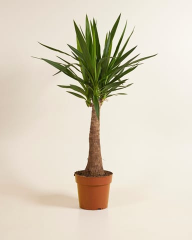 Elephantipes Palmlilie Yucca