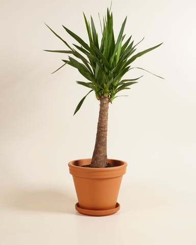 Elephantipes Palmlilie Yucca