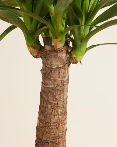 Elephantipes Palmlilie Yucca