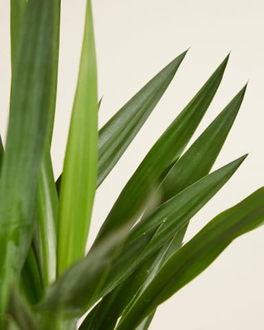 Elephantipes Palmlilie Yucca
