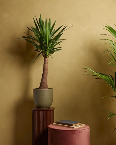 Elephantipes Palmlilie Yucca