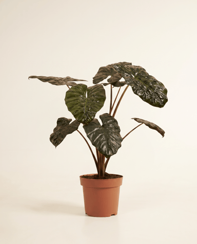 Alocasia Elefantenohr Yucatan Princess