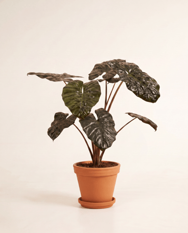 Alocasia Elefantenohr Yucatan Princess