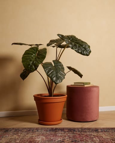 Alocasia Elefantenohr Yucatan Princess