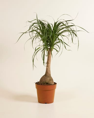 Beaucarnea Elefantenfuß  Recurvata