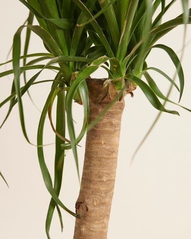 Beaucarnea Elefantenfuß  Recurvata