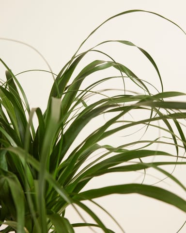 Beaucarnea Elefantenfuß  Recurvata
