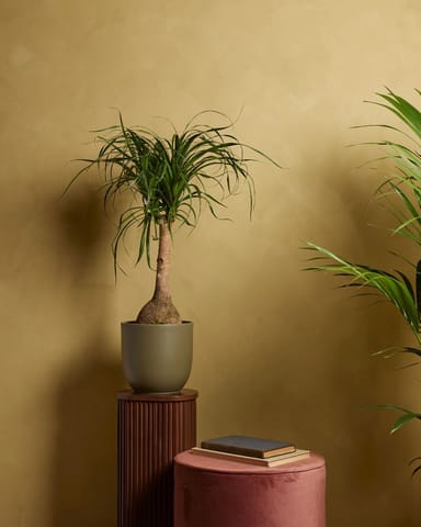 Beaucarnea Elefantenfuß  Recurvata