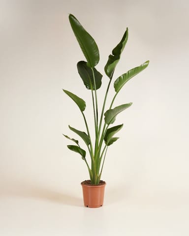 Strelitzia Nicolai Paradiesvogelblume  Paradiesvogelblume