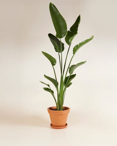 Strelitzia Nicolai Paradiesvogelblume  Paradiesvogelblume