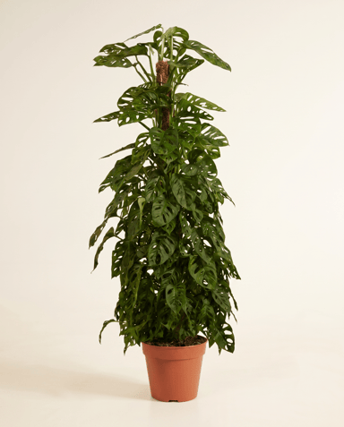 Monstera Adansonii Monkey Mask