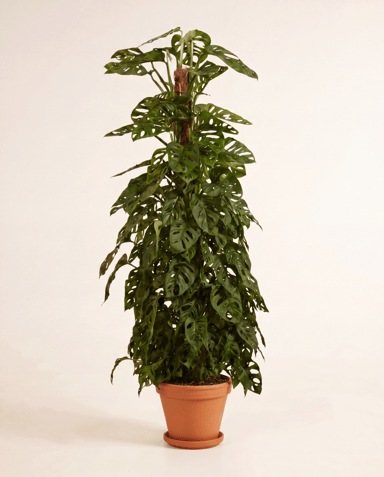Monstera Adansonii Monkey Mask