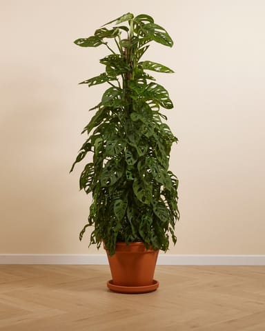 Monstera Adansonii Fensterblatt Monkey Mask