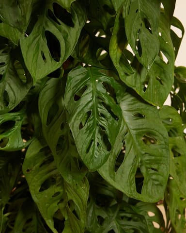 Monstera Adansonii Fensterblatt Monkey Mask