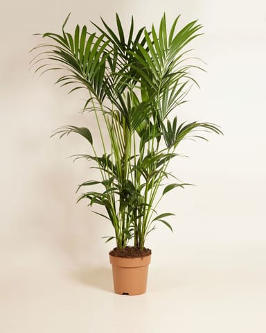 Kentia Howea Forsteriana Goldfruchtpalme Kentia 