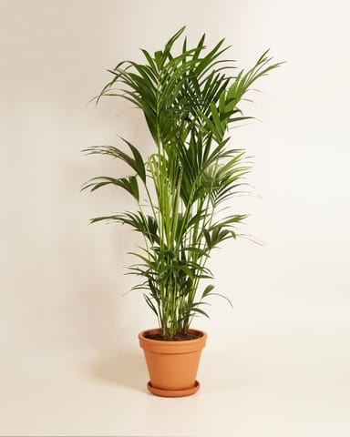 Kentia Howea Forsteriana Goldfruchtpalme Kentia 