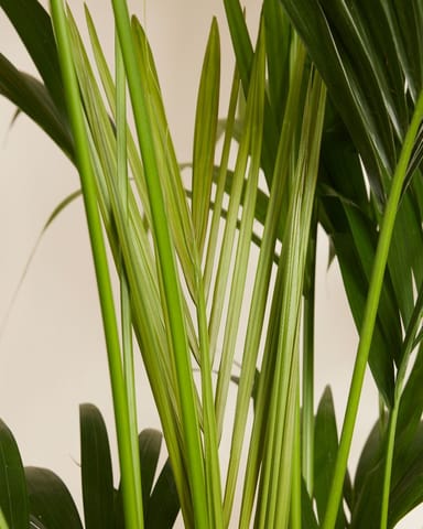 Kentia Howea Forsteriana Goldfruchtpalme Kentia 