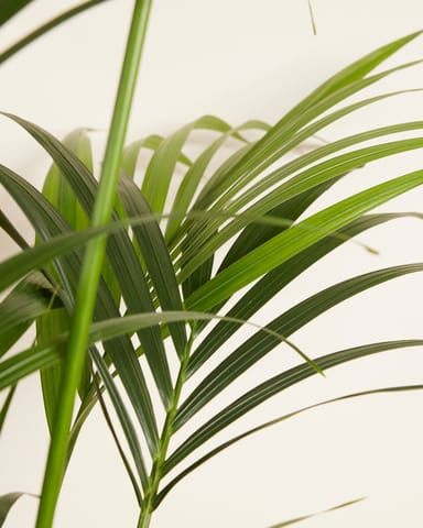 Kentia Howea Forsteriana Goldfruchtpalme Kentia 