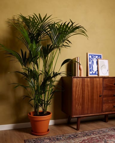 Kentia Howea Forsteriana Goldfruchtpalme Kentia 