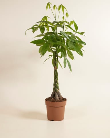 Pachira Money tree Aquatica