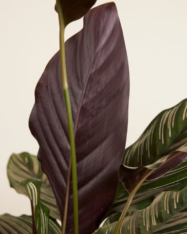 Calathea Pfeilwurze Ornata