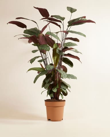 Calathea Pfeilwurze Oppenheimiana